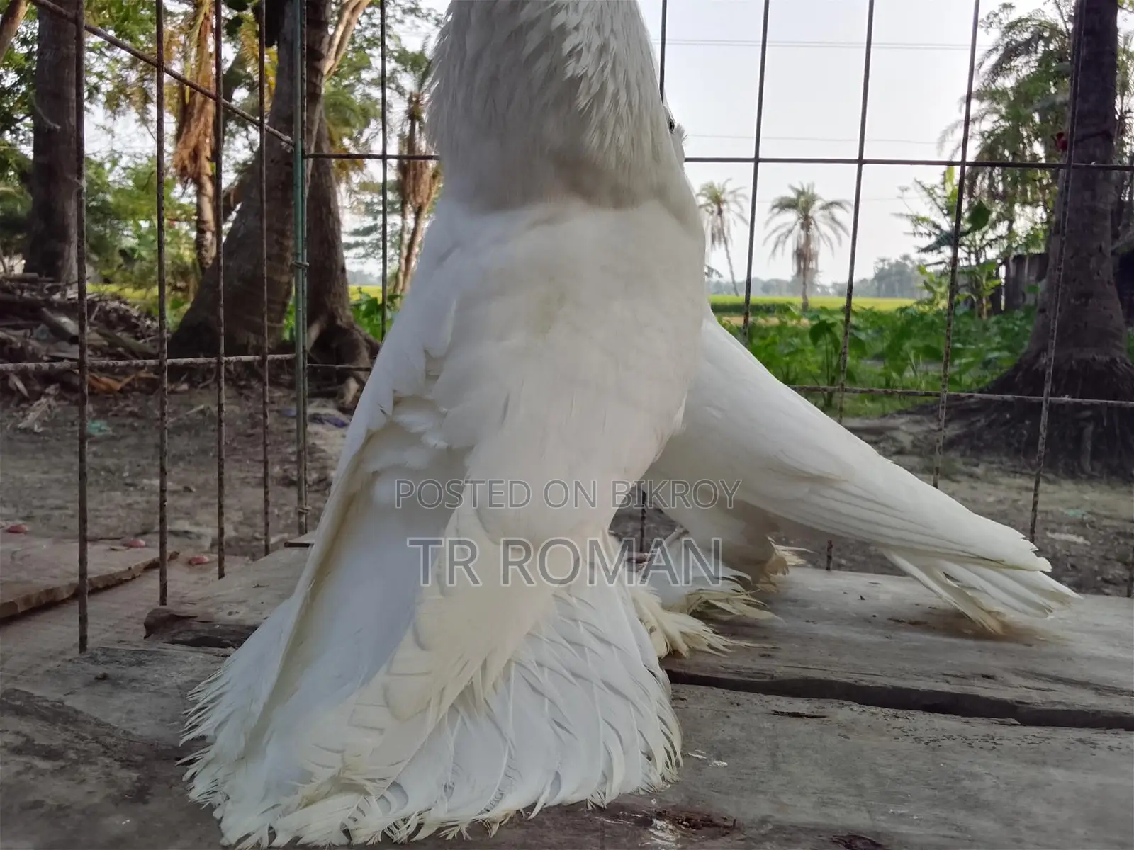 Indian Lotan Pigeons