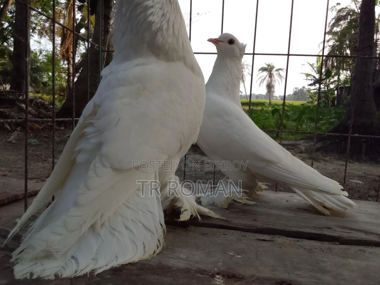 Indian Lotan Pigeons