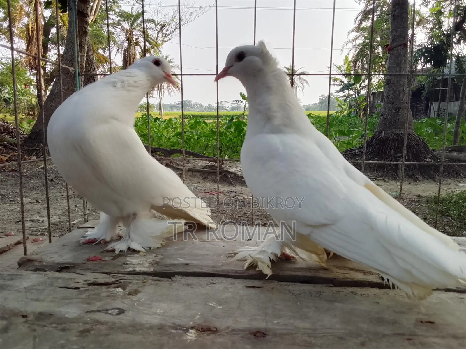 Indian Lotan Pigeons