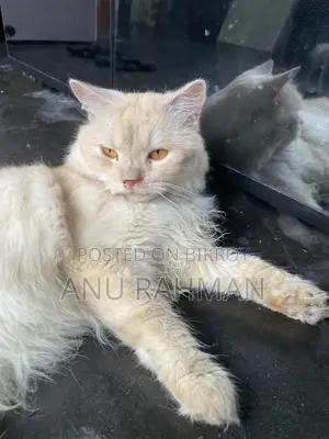 Persian male cat