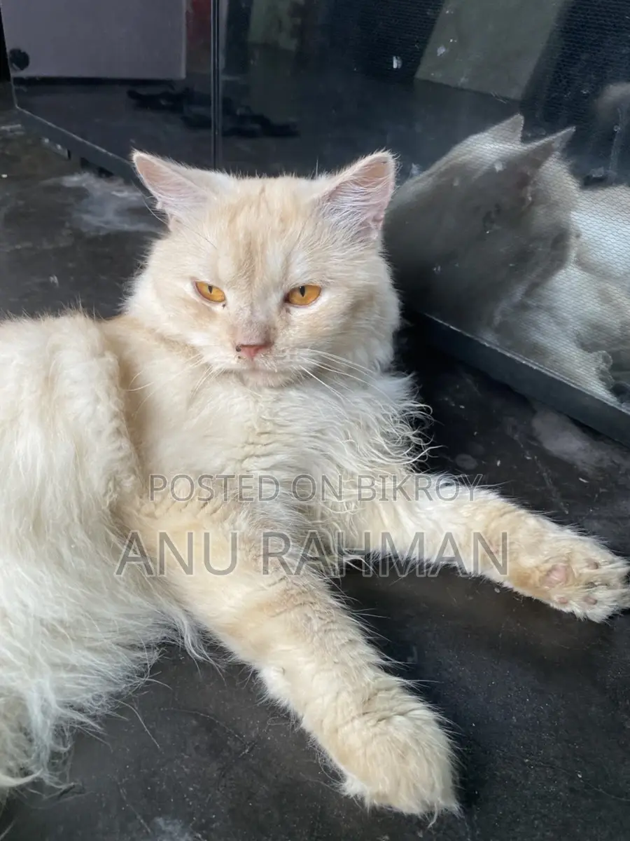 Persian male cat