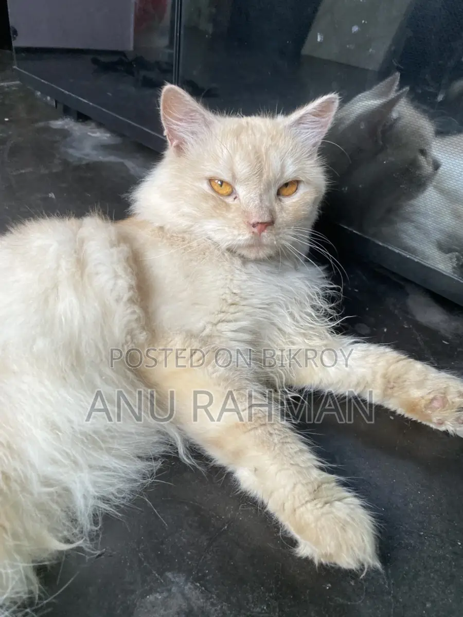 Persian male cat