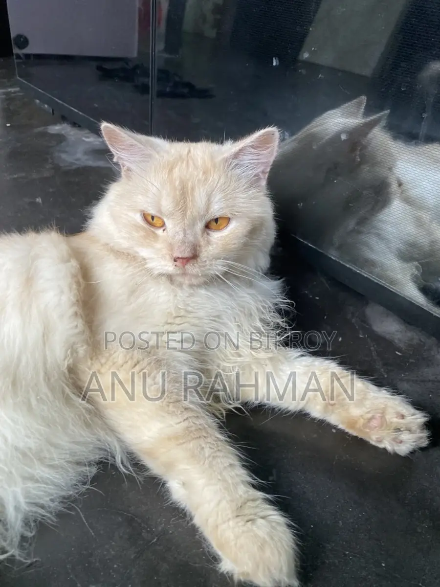 Persian male cat