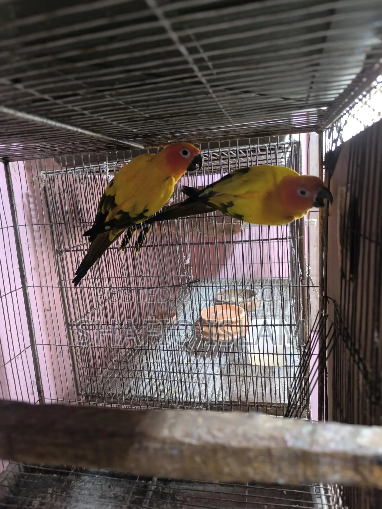সান কুনুর