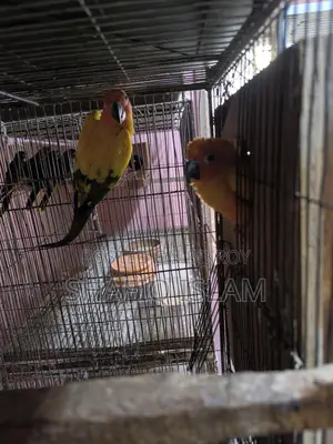 সান কুনুর