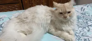 Persian Cat Male Fawn Color