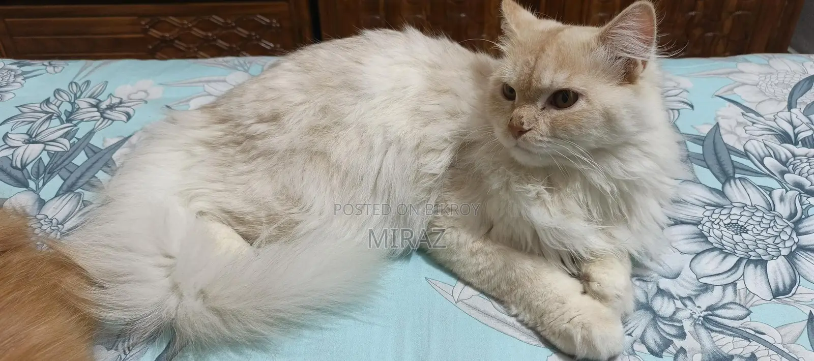 Persian Cat Male Fawn Color