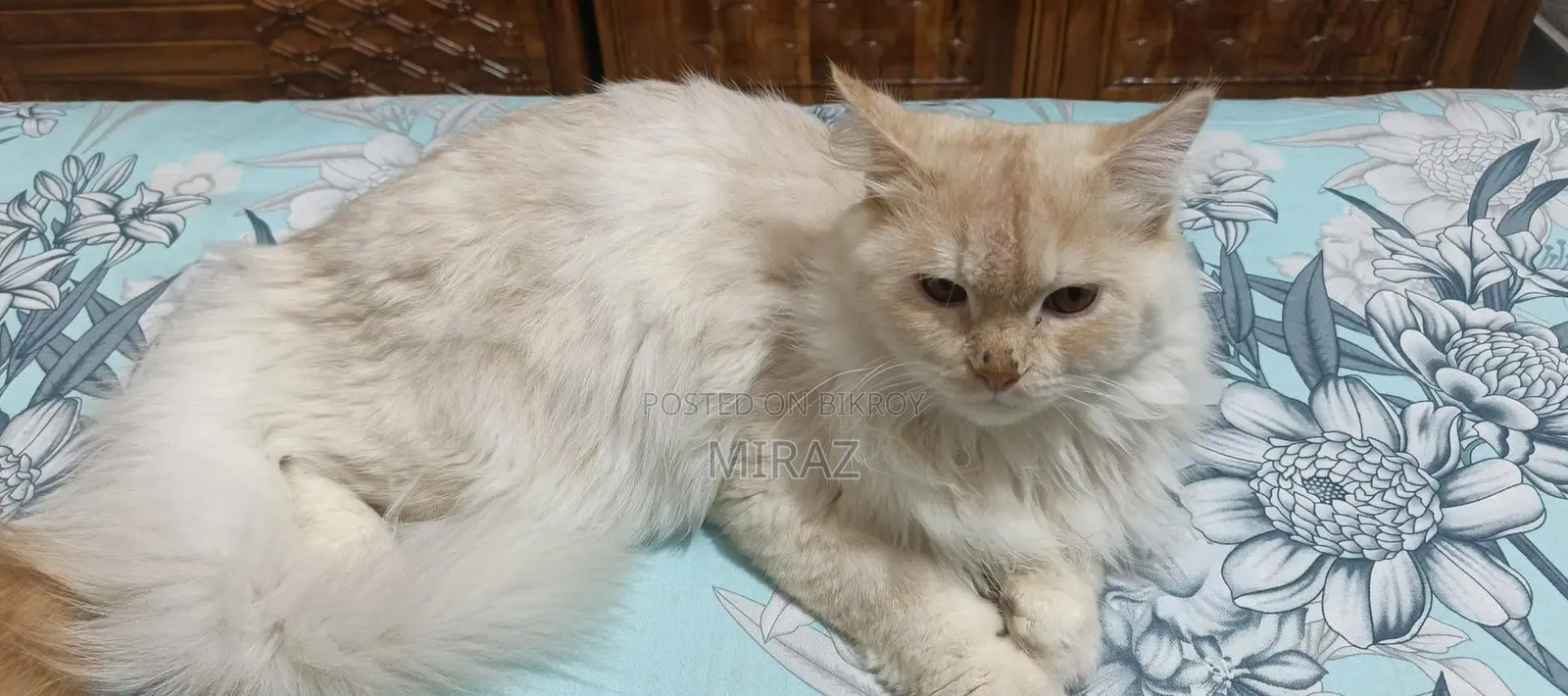 Persian Cat Male Fawn Color