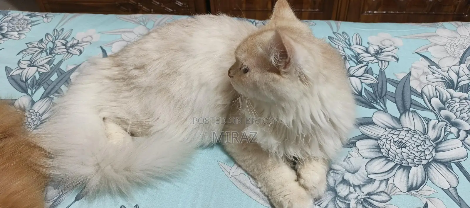 Persian Cat Male Fawn Color