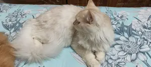 Persian Cat Male Fawn Color