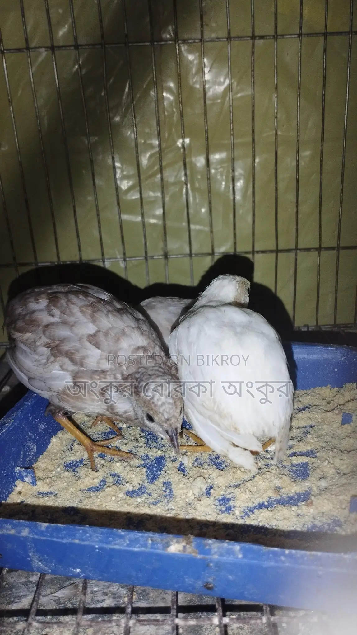 King Quail birds for sale