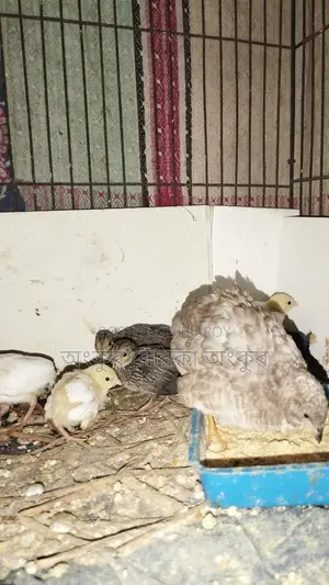 King Quail birds for sale