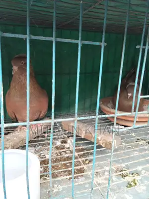 Pigeons for Sale