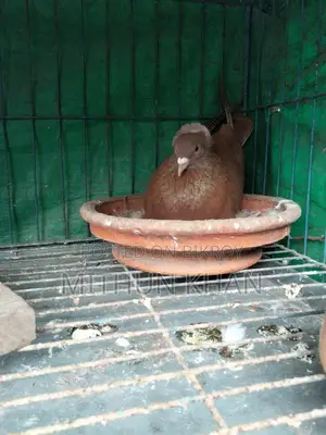Pigeons for Sale