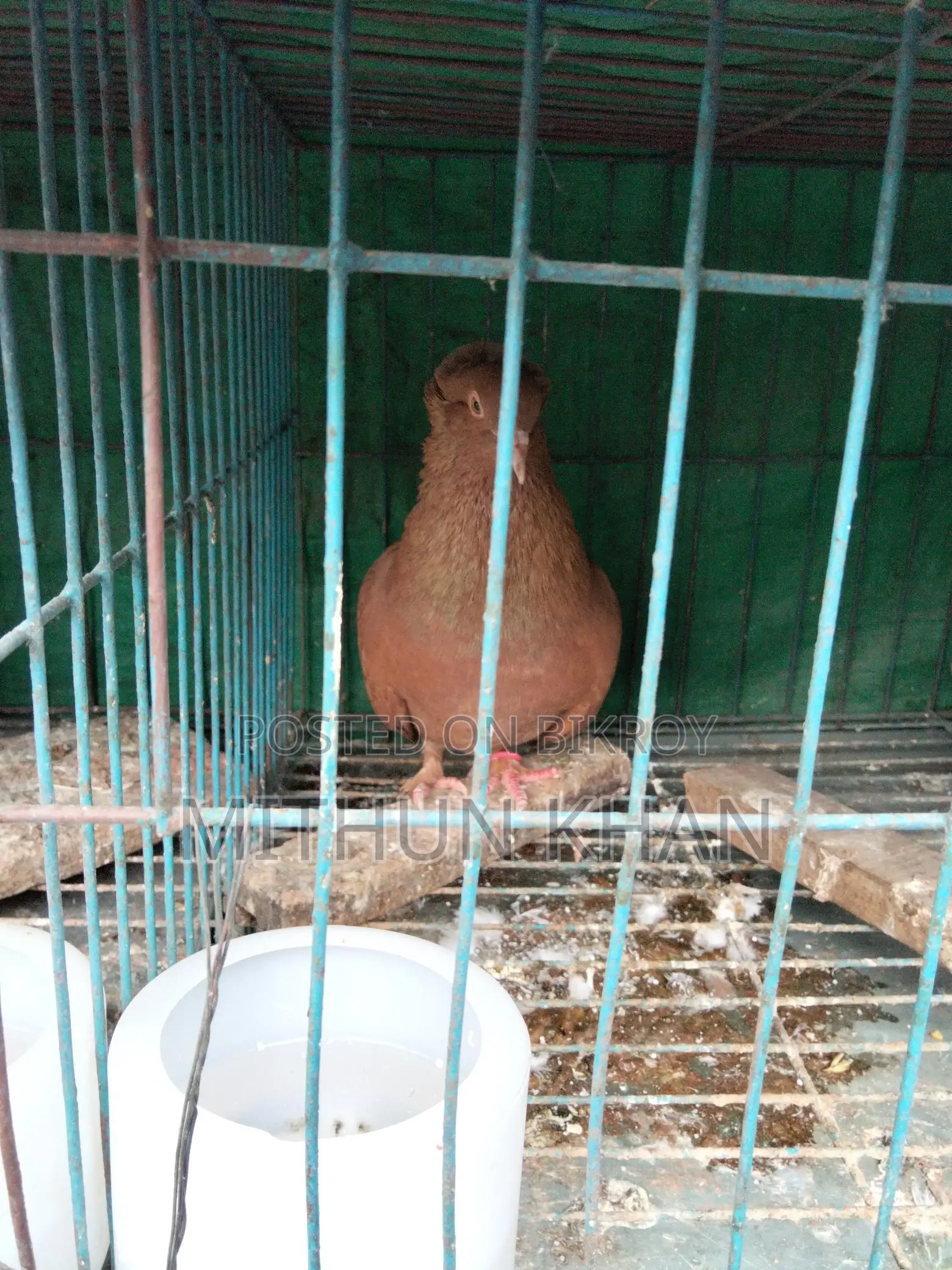 Pigeons for Sale