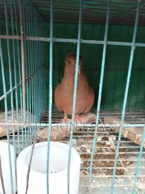Pigeons for Sale