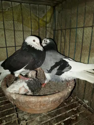 Quality Pigeons