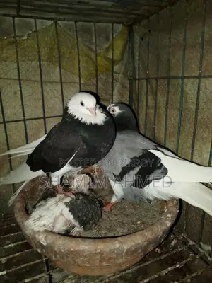 Quality Pigeons