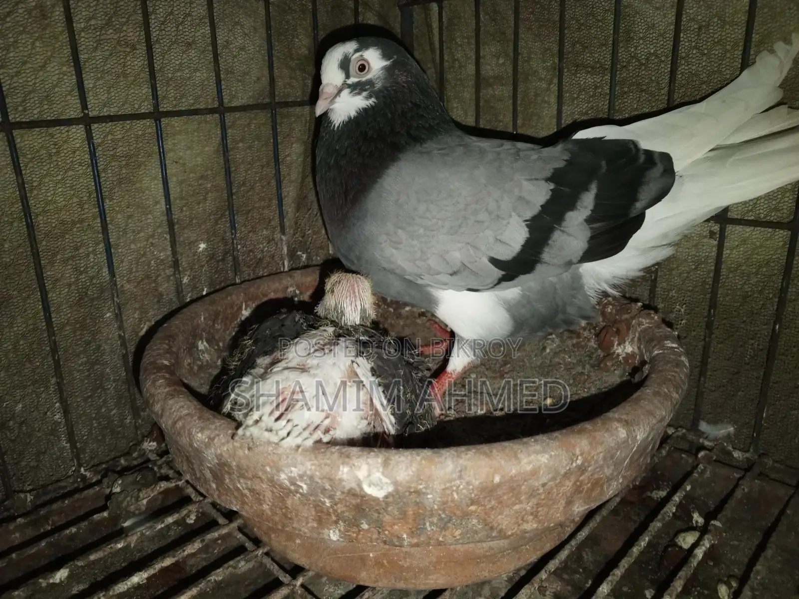 Quality Pigeons