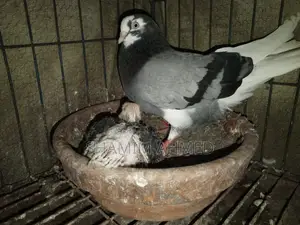 Quality Pigeons