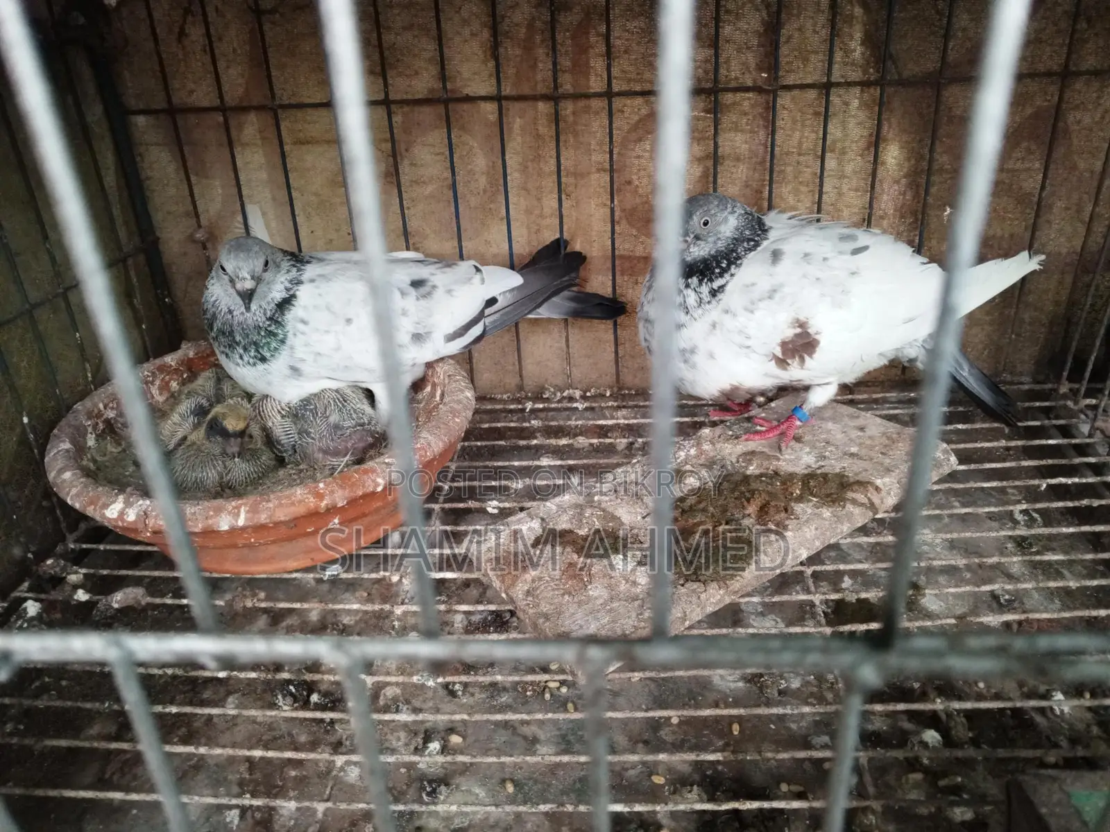 Quality Pigeons