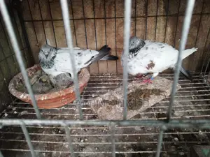 Quality Pigeons