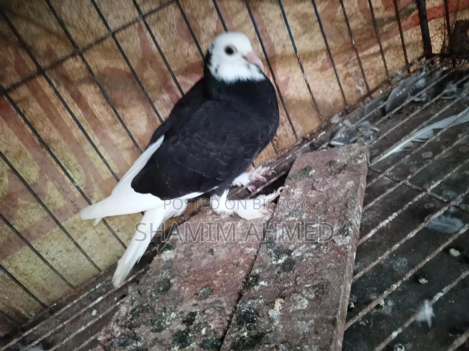 Quality Pigeons