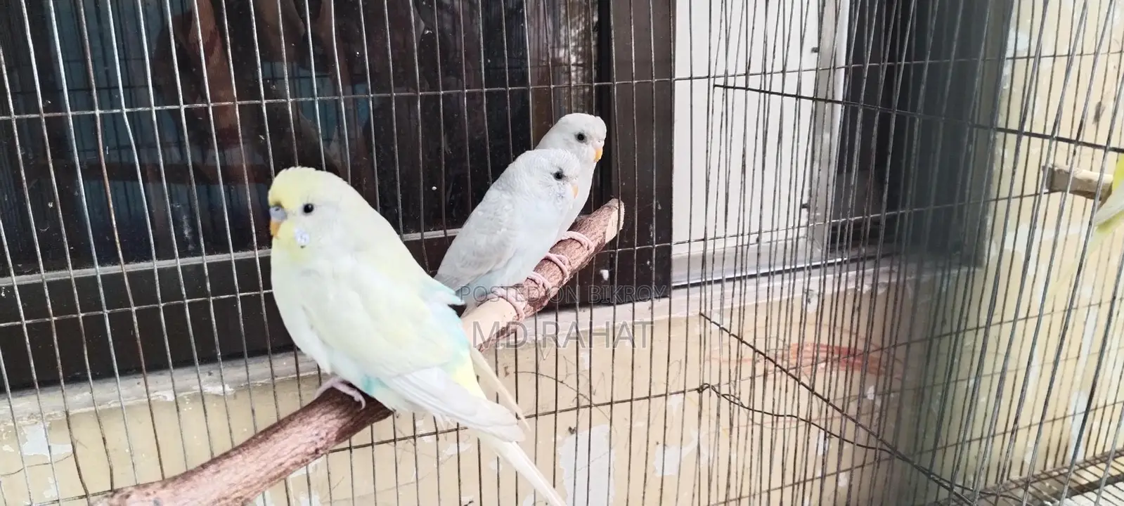 Budgerigar