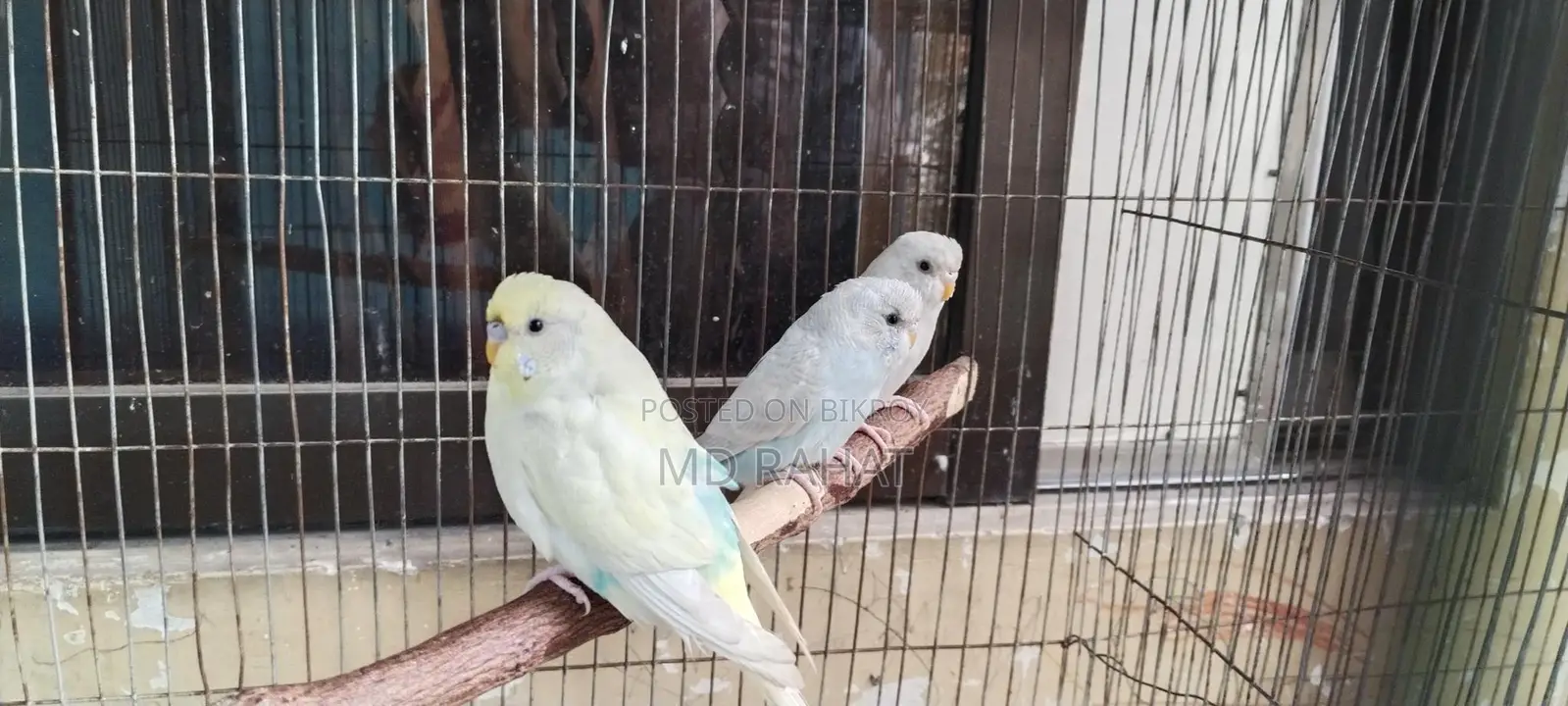 Budgerigar