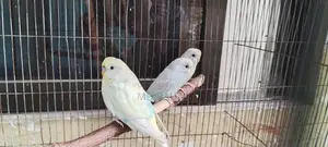 Budgerigar