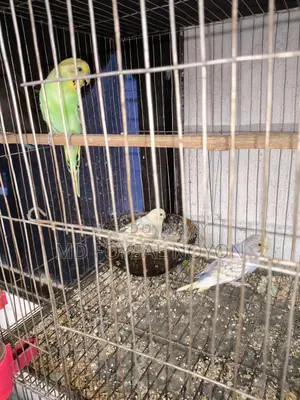 Budgerigar Birds