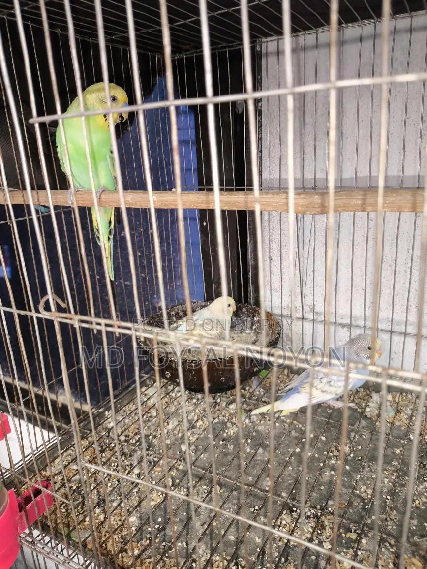 Budgerigar Birds