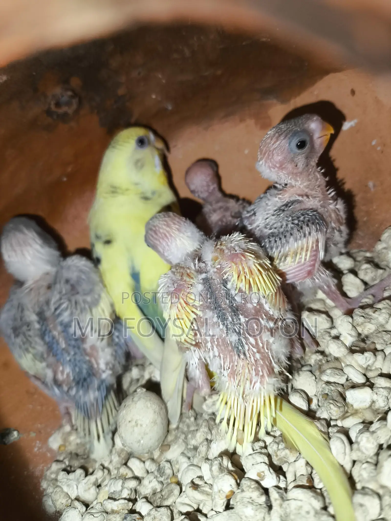 Budgerigar Birds