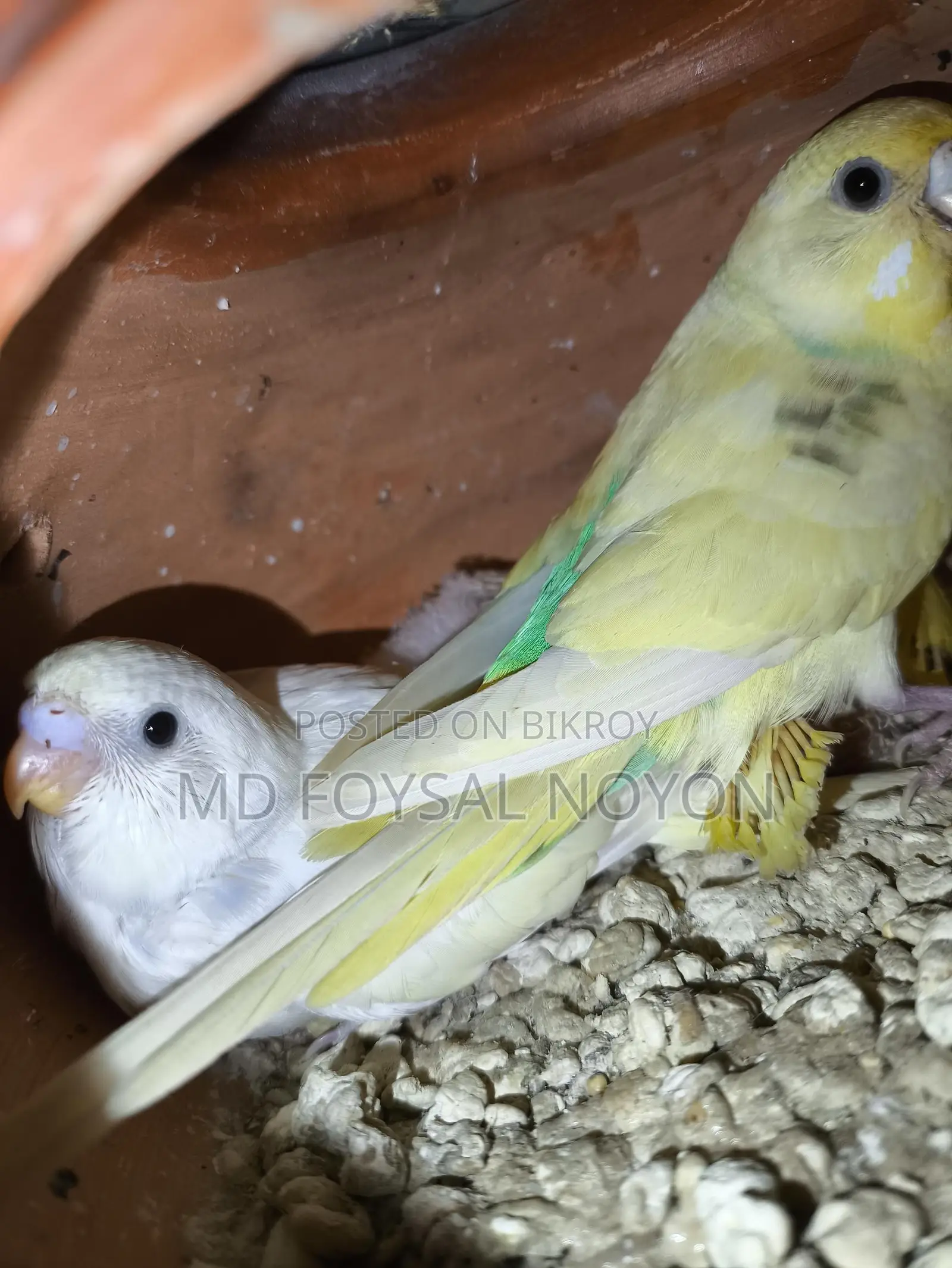 Budgerigar Birds