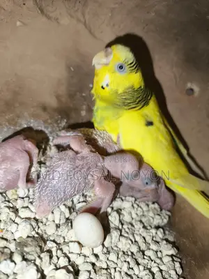 Budgerigar Birds