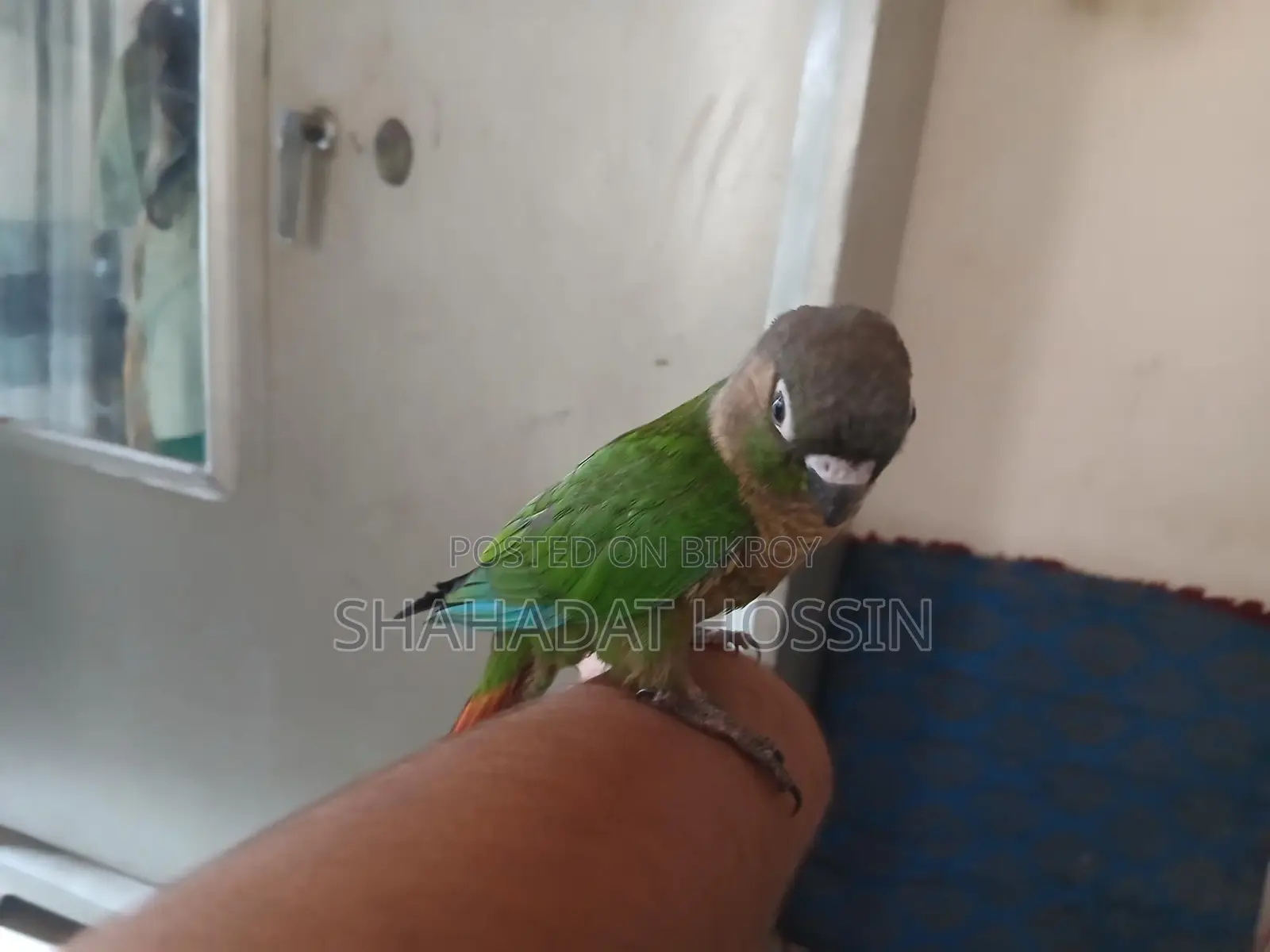 Full Flight Tame Green Conure