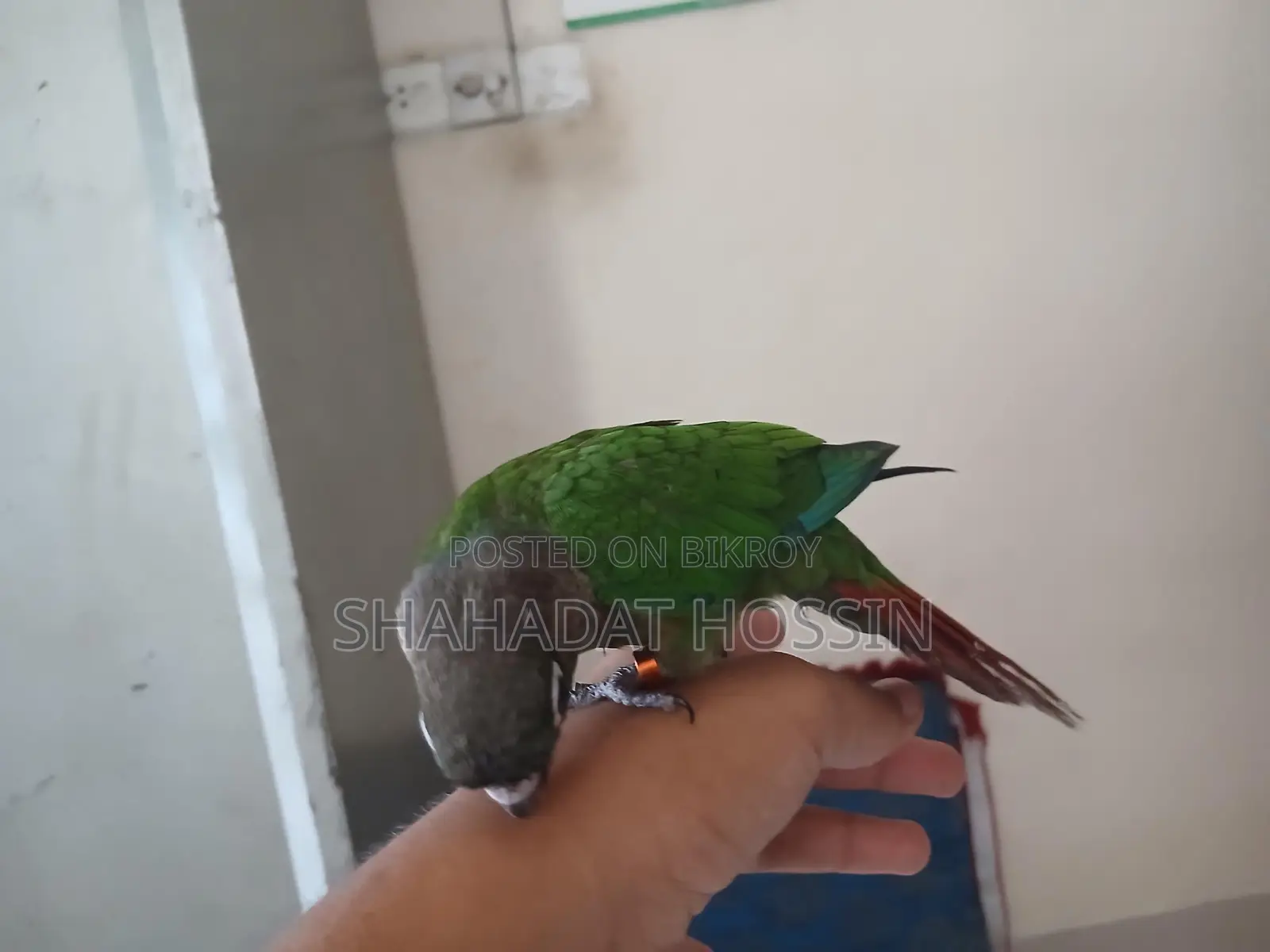 Full Flight Tame Green Conure