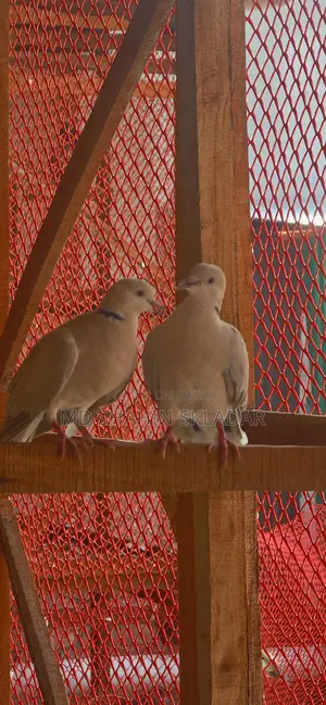 Dove Bird