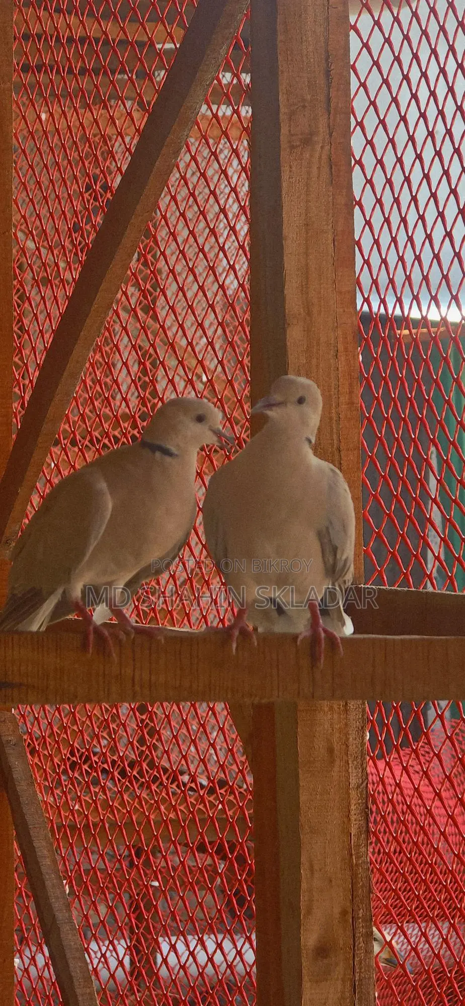 Dove Bird