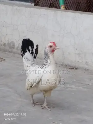 Japanese Bantam chicken for sale