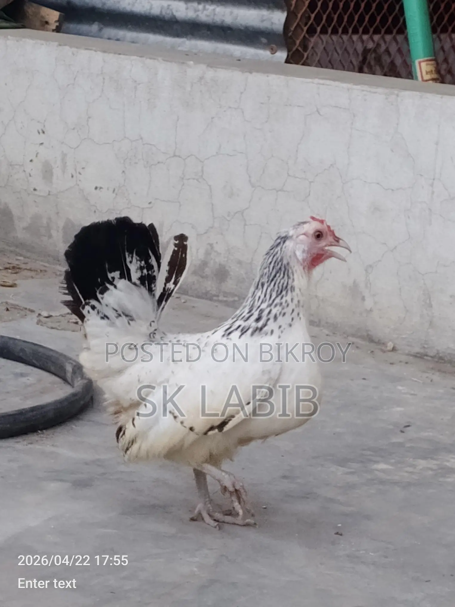 Japanese Bantam chicken for sale