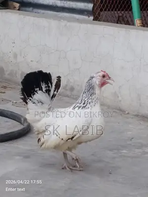 Japanese Bantam chicken for sale