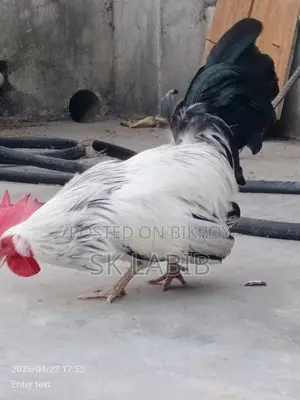 Japanese Bantam chicken for sale