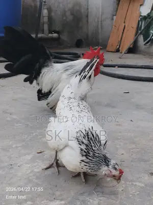 Japanese Bantam chicken for sale