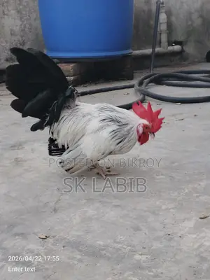 Japanese Bantam chicken for sale