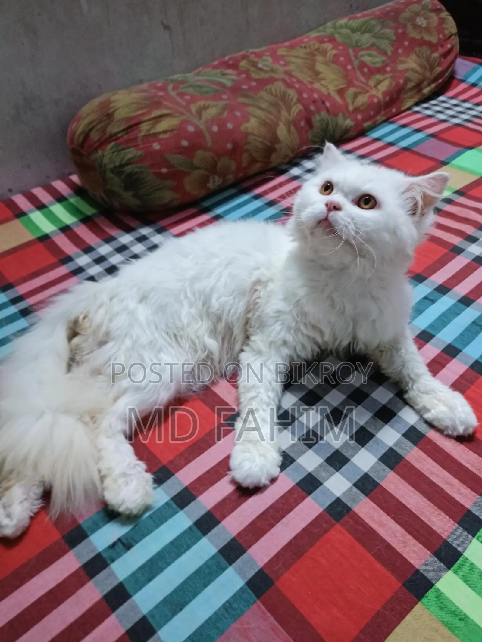 Persian Cat