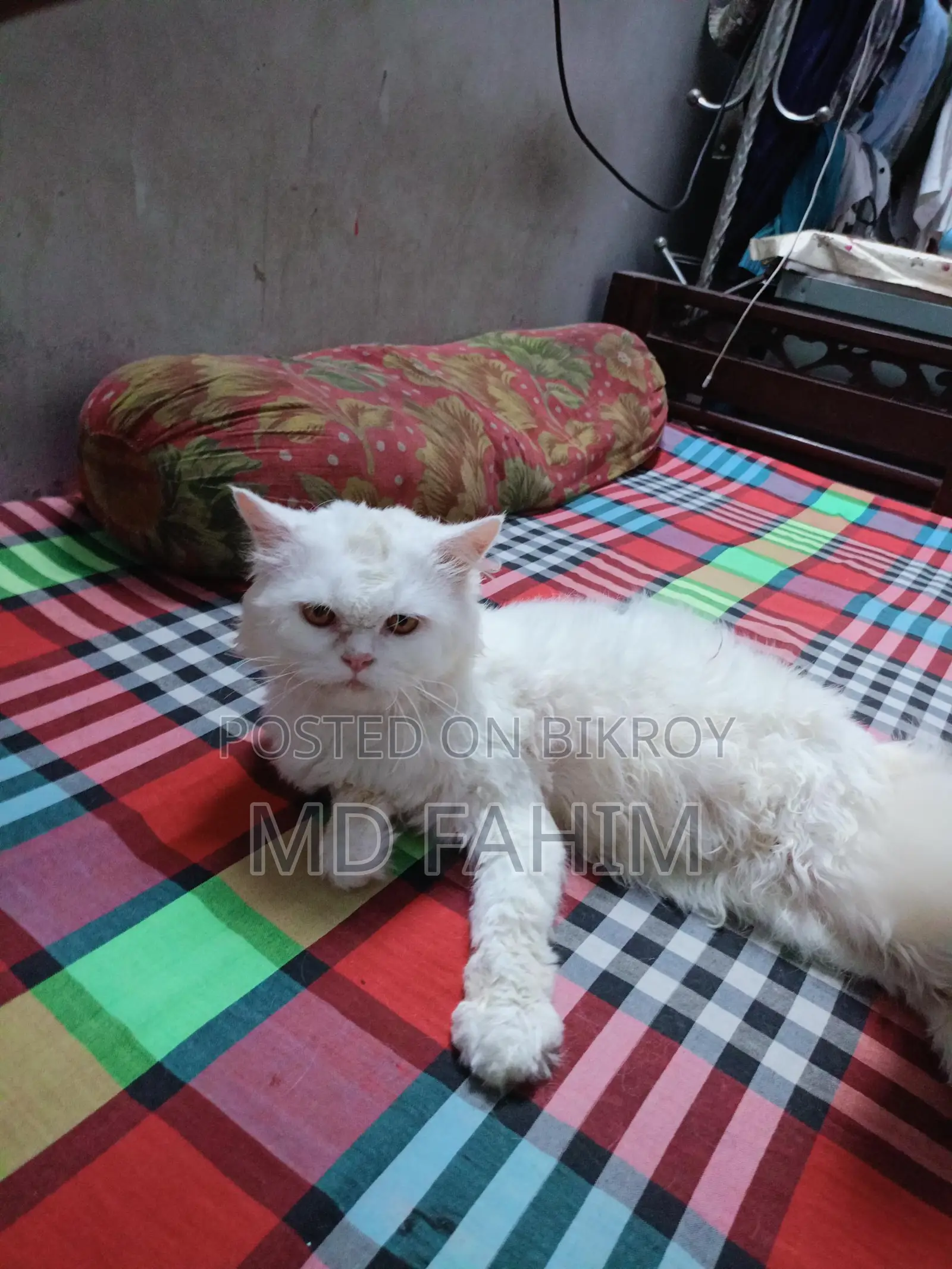 Persian Cat
