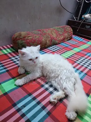 Persian Cat