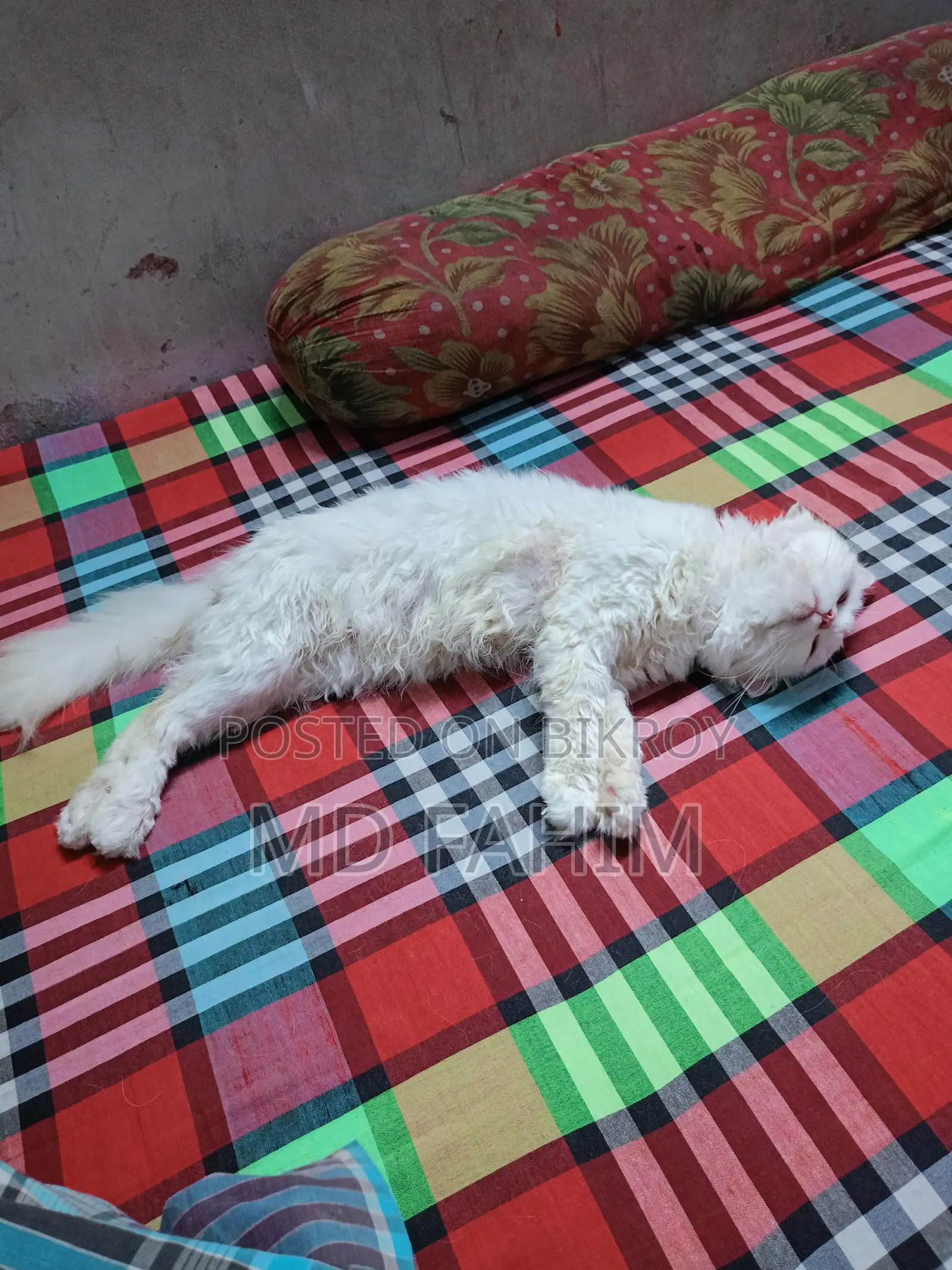 Persian Cat