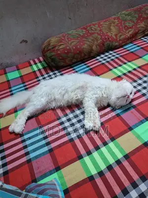 Persian Cat